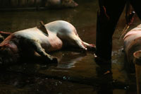 Vietnam NGO Photography Story - Hanoi's last Pig Slaughterhouse