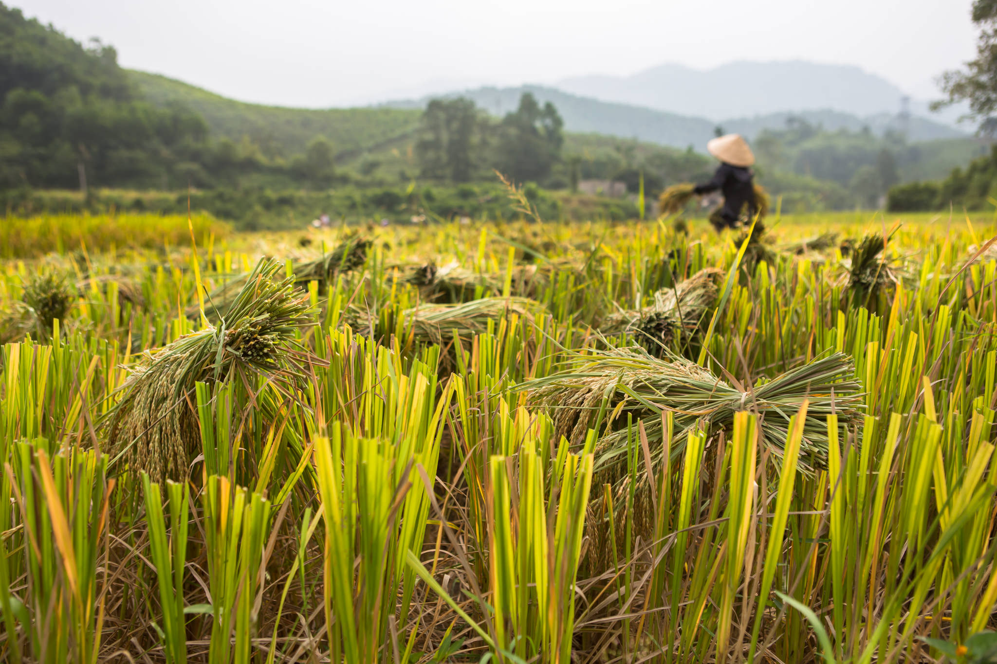 Vietnam Photographer